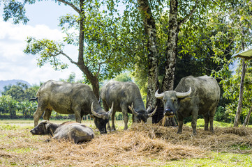 Domestic Asian water buffalo (Bubalus bubalis) in Laos