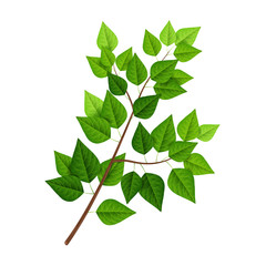 Tree branch with green leaves isolated on white