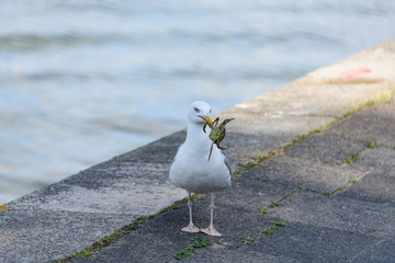 Möwe mit einer Krabbe als Beute