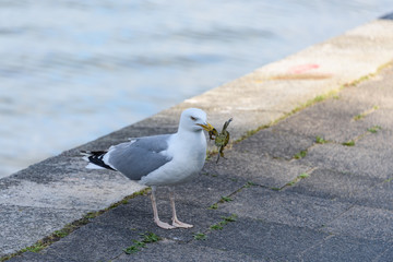 Möwe mit einer Krabbe als Beute