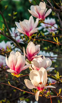 Magnolia flower blossom in spring