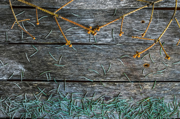 The branches of the fallen spruce