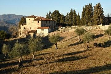 Plakat Landscape of Tuscan countryside. typical farm house in Tuscany with olive trees, cypress and cows.