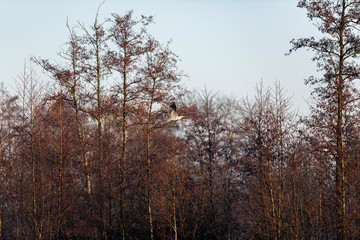 Blue heron flying along row of trees.