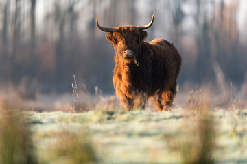 Highland cattle standing in meadow with grass hanging out mouth.