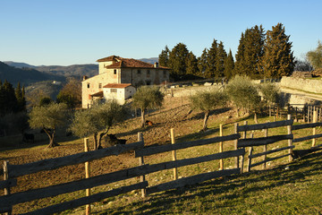 Landscape of Tuscan countryside. typical farm house in Tuscany with olive trees, cypress and cows.