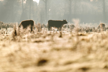 Silhouette of highland cattle in hazy meadow.