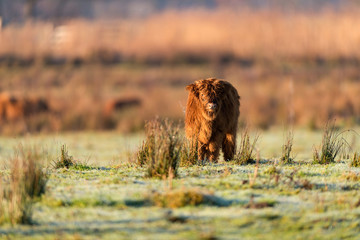 Cute highland calf standing in meadow.