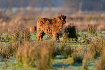 Cute highland calf standing in meadow.