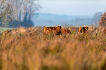 Highland cattle in meadow with tall grass lit by morning sun.
