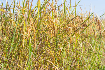 Naklejka premium Rice in the fields, the productivity of farmers. Yellow rice awaiting harvest.