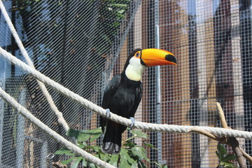 toucan © Elizaweta