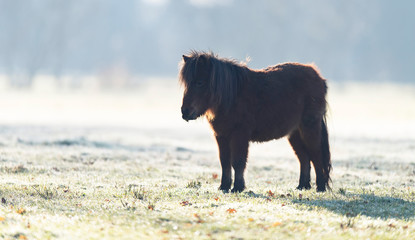 Fototapeta premium One dark brown pony standing in meadow on cold winter morning.