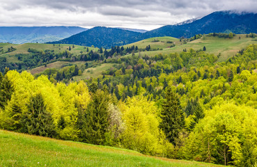 Fototapeta na wymiar forest on a mountain hillside in rural area