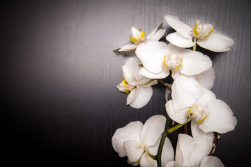 Naklejka na ściany i meble The branch of white orchids on the background shokolladnom 