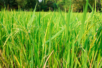 Close up rice field