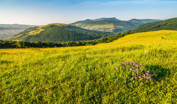 wild flowers on rural hillside