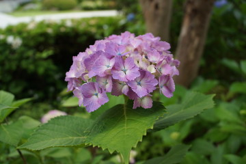 Fototapeta premium hortensia