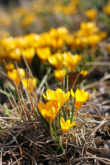 Beautiful yellow crocuses on dried grass in springtime