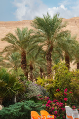 Fototapeta na wymiar Palm trees resort on the mountains background summer sunny day.