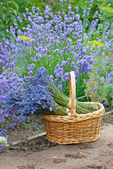 Fototapeta na wymiar Bouquets of lavender in wicker basket in the garden