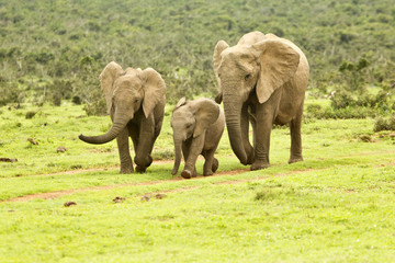 Naklejka na ściany i meble African elephant family on the move