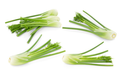 closeup fresh fennel bulb isolated on white background