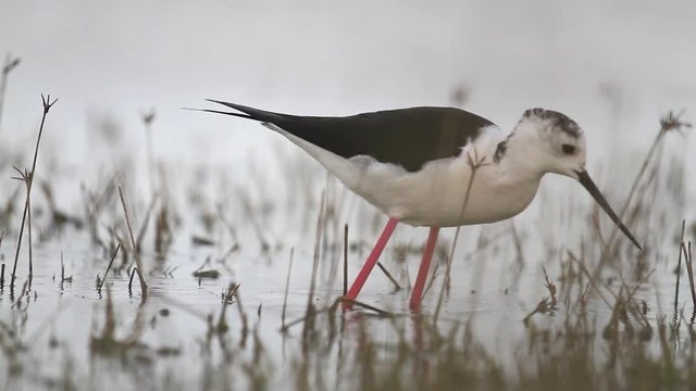 Black-winged stilt walks on spring shallow water