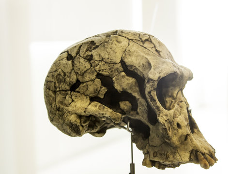 Human skull head