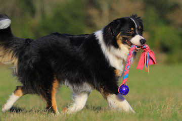 Australian shepherd