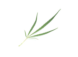 Cannabis leaves isolated on white background