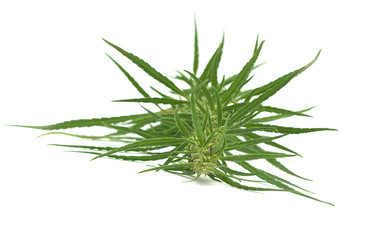 cannabis isolated on white