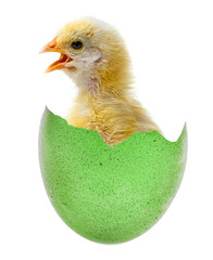 newborn chicken in an easter egg