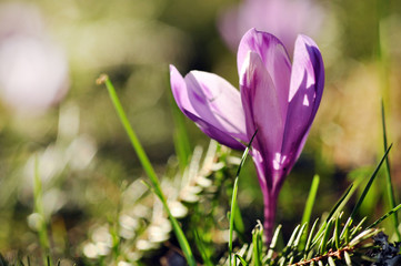 Fototapeta premium Delicate purple crocus flowers blooming