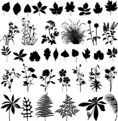 Collection of leaves and plants