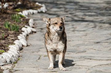 Small mongrel mixed breed dog on stone darden surface