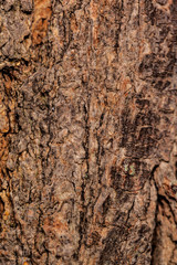 wooden background
