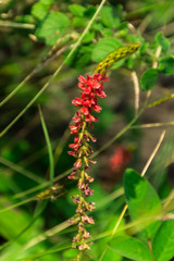 Flower of grass