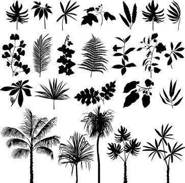 Tropical plants and branches