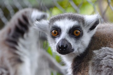 lemur looking to camera