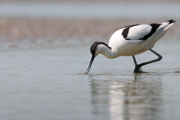 godwit