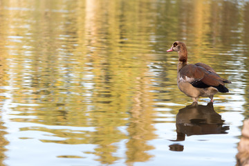duck in a lake