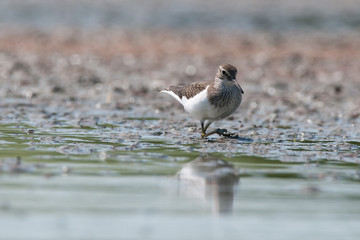 sandpiper