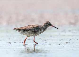 redshank