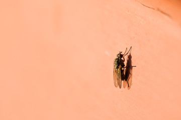 Fliege sitzend auf roter Fläche