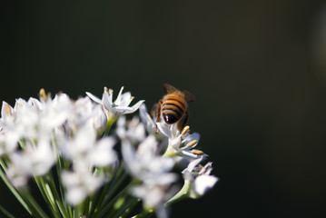 Bee On Allium Flower
