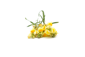 Yellow flowers isolated on white background
