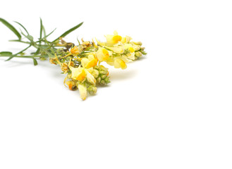 Yellow flowers isolated on white background