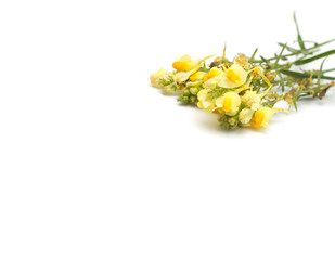 Yellow flowers isolated on white background