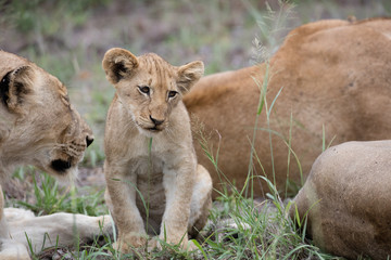 Lion cub